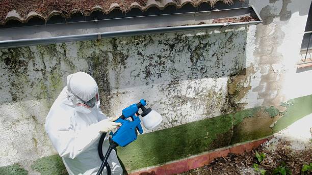 Top rated local Mold Inspection And Testing specialists in Leland, NC